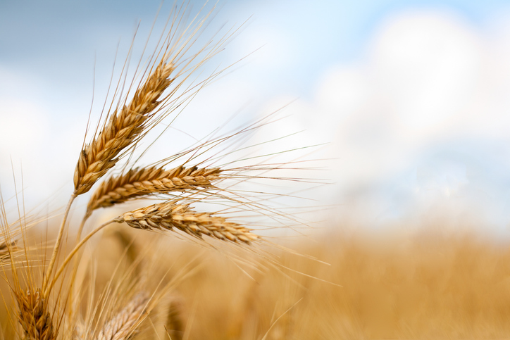 harvest wheat growth field